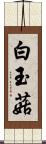 白玉菇 Scroll