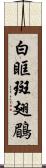白眶斑翅鶥 Scroll