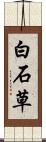 白石草 Scroll