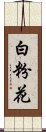 白粉花 Scroll