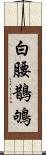 白腰鵲鴝 Scroll