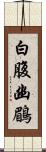 白腹幽鶥 Scroll