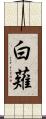 白薙 Scroll