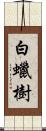 白蠟樹 Scroll