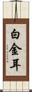 白金耳 Scroll