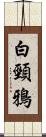 白頸鴉 Scroll