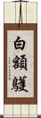 白額鸌 Scroll