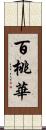 百桃華 Scroll