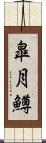 皐月鱒 Scroll