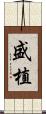 盛植 Scroll