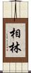 相林 Scroll