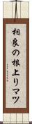相良の根上りマツ Scroll