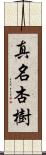 真名杏樹 Scroll