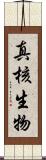 真核生物 Scroll