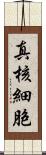 真核細胞 Scroll