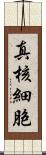 真核細胞 Scroll