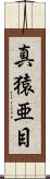 真猿亜目 Scroll