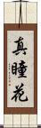 真瞳花 Scroll