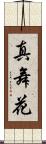 真舞花 Scroll
