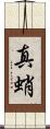 真蛸 Scroll
