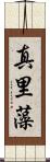 真里藻 Scroll