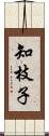 知枝子 Scroll