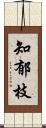 知郁枝 Scroll