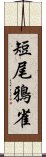 短尾鴉雀 Scroll