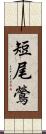 短尾鶯 Scroll