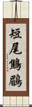 短尾鷦鶥 Scroll