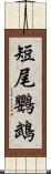 短尾鸚鵡 Scroll