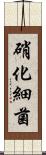 硝化細菌 Scroll