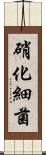 硝化細菌 Scroll