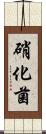 硝化菌 Scroll