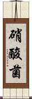 硝酸菌 Scroll