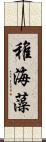 稚海藻 Scroll