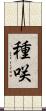 種咲 Scroll