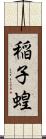 稲子 Scroll