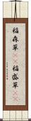 稲森草(rK) Scroll