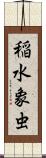 稲水象虫 Scroll