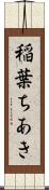 稲葉ちあき Scroll