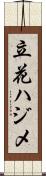 立花ハジメ Scroll