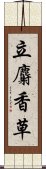 立麝香草 Scroll