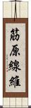 筋原線維 Scroll