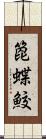 箆蝶鮫 Scroll