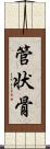 管状骨 Scroll