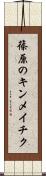 篠原のキンメイチク Scroll