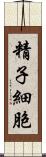 精子細胞 Scroll