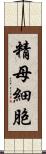 精母細胞 Scroll