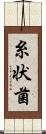 糸状菌 Scroll